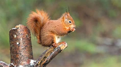 Anglesey Killer Red Squirrel Virus Highly Infectious Bbc News