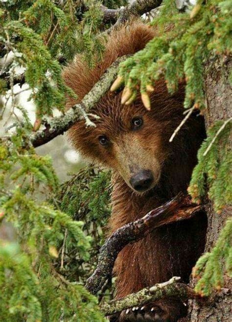 Pin By Chelle On Bears Bear Animal Photography Brown Bear
