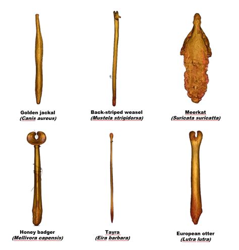 Types Of Penis Shapes Chart Qasinner