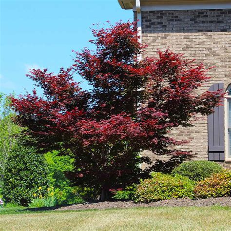 Red Japanese Maple Tree Buy From Plantingtree