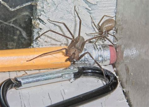 How To Get Rid Of Brown Recluse Spiders Bob Vila