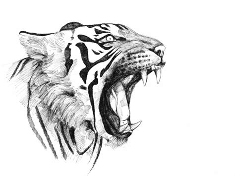 Disegni A Matita Volto Tigre Ruggisce Mostrando Denti Aguzzi Grande