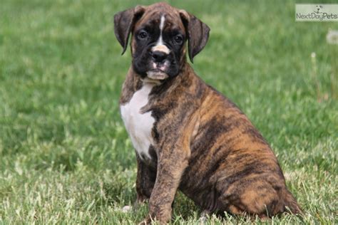 Boxer dogs & puppies in uk. Boxer puppy for sale near Lancaster, Pennsylvania ...
