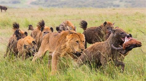 Leões Contra Hienas Documentários Natureza E Vida Selvagem Rtp