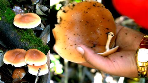 Picking Mushroom in the Jungle || Rural Nepal || - YouTube gambar png