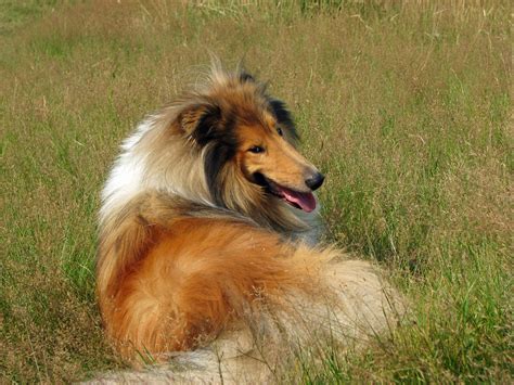 Rough Collie Dog Free Stock Photo Public Domain Pictures