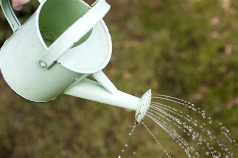 Free Image Of Person Using A Watering Can To Water The Plants