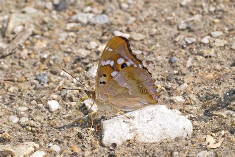 Lesser Purple Emperor Butterfly Stock Image C0149647 Science