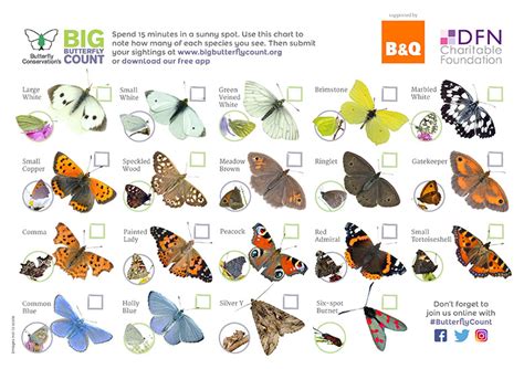 Big Butterfly Count Identification Chart