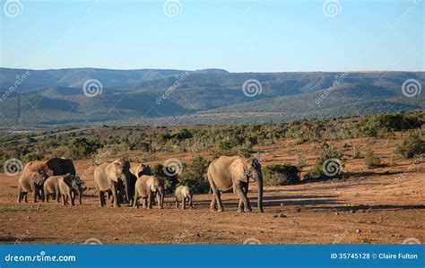 Elephant Herd Trekking Stock Photo Image Of Elephants 35745128