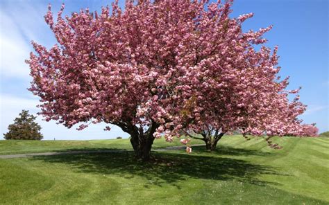 Check spelling or type a new query. Delightful Cherry Tree