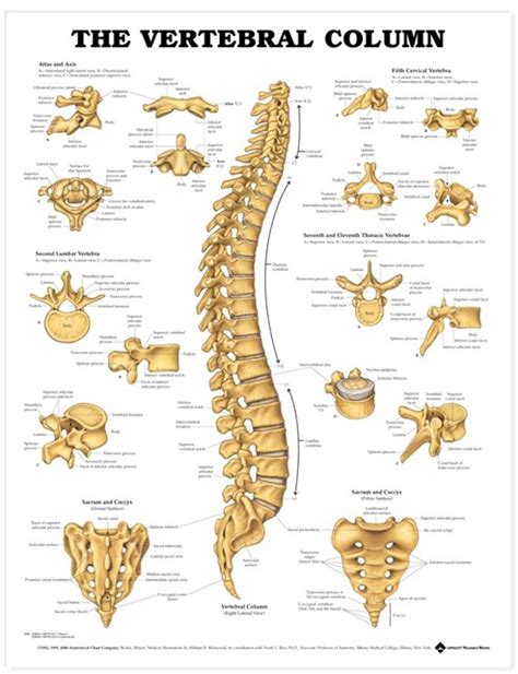 Vertebral Column Anatomical Chart Spine Poster 9781587792106