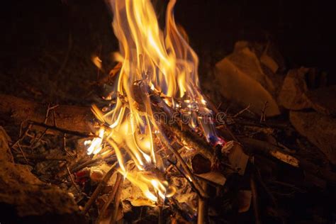 Burning Bonfire At Night In The Forest Stock Image Image Of Burn