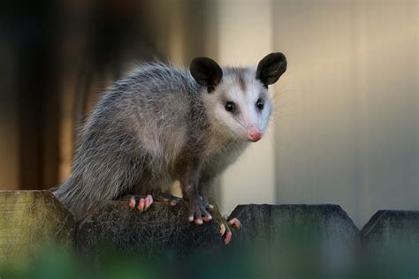 25 Cute Possum And Opossum Pictures Readers Digest