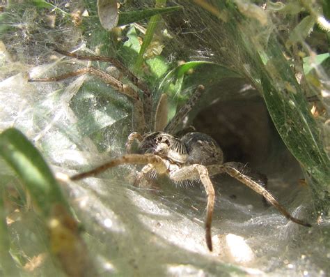Birmingham is safe from them. Bug Eric: Spider Sunday: Funnel-web Wolf Spiders