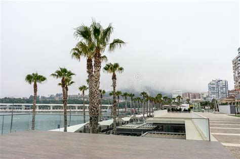 Palm Trees Along The Malagueta Beach In Front A Fog Covered Hill Stock