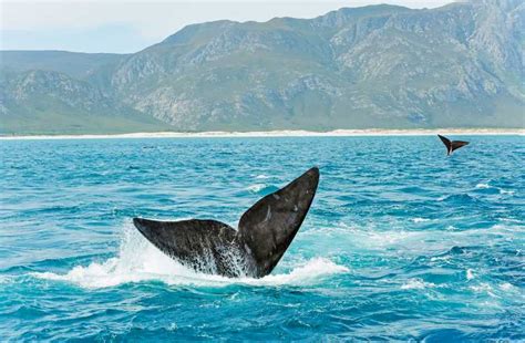 Hermanus Whale And Dolphin Watching Boat Trip Getyourguide