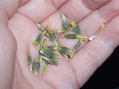 Handful Of Seeds Free Stock Photo Public Domain Pictures