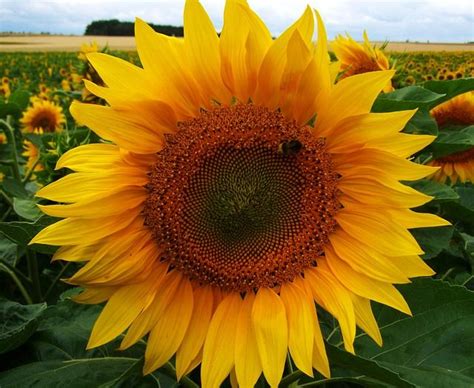 See, that's what the app is perfect for. Free Image on Pixabay - Sunflower, Yellow Inflorescence ...
