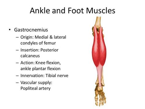 Muscles are in the leg, but their tendons function within the foot. Image result for gastrocnemius origin and insertion | Muscle anatomy, Anatomy and physiology ...