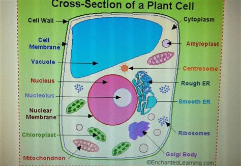 What structures are found in animal cells but not in plant cells? Plant cell anatomy - StudyBlue