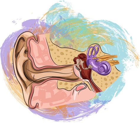 Anatomy Of The Human Ear Pictures Illustrations Royalty Free Vector