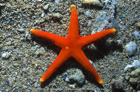 Minden Pictures Sea Star Starfish Fromia Pacifica Papua New Guinea