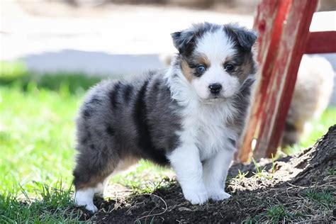 Lily Miniature Australian Shepherd Puppy For Sale Near Northwest Ks