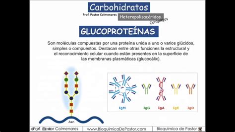 Proteoglucanos Glucoproteínas Y Peptidoglucano Carbohidratos Parte