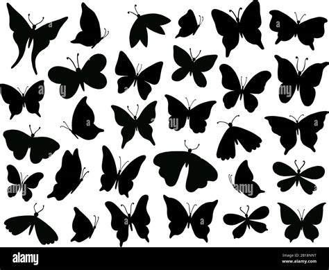 Silhouette De Papillon Mariposa Papillon Aile Ailes De Papillon