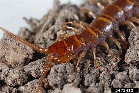Stone Centipede Genus Lithobius