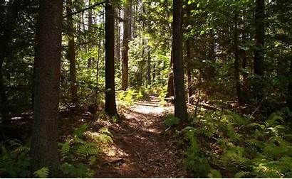 Forest Forests Healthy Camera Walks Cellular 4g