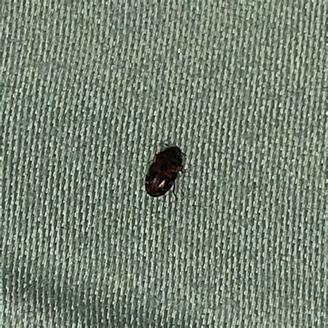 Identifying Small Black Bugs Thriftyfun