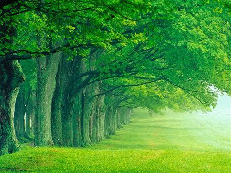 Soothing Peace Of Mind Nature Pictures Green Green Trees