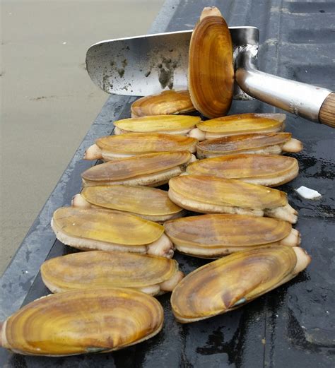 Copalis Beach Opening For 3 Days Of Razor Clam Digs