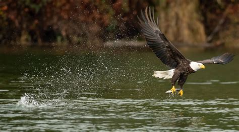 Bald Eagle Catching A Fish On The Skagit River Oc Bald Eagle