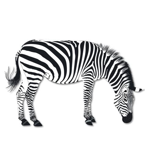 Zebra Vector Png Vector Psd And Clipart With Transparent Background