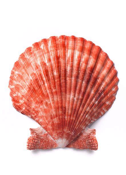 Seashell Photos And Premium High Res Pictures