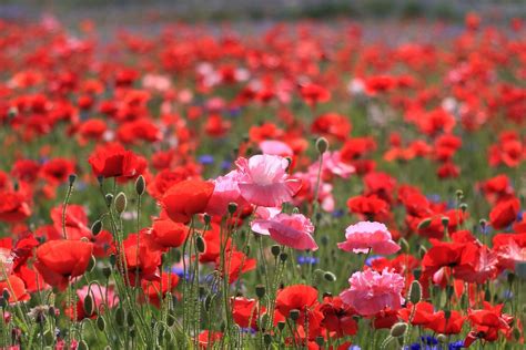 Bright Pink Field Poppies Red Flowers Red Free Wallpapers