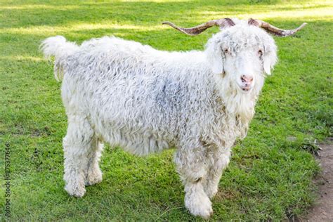 The Angora Goat Is A Breed Of Domesticated Goat Historically Known As