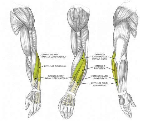 Muscular Female Arms Drawing The Upper Arm The Foream And The Hand