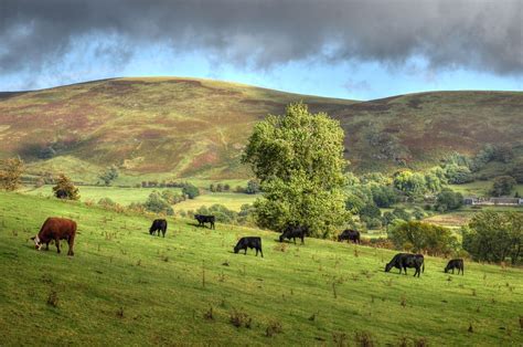 Cattle Grazing Near The Long Mynd Shropshire The Long Myn Flickr