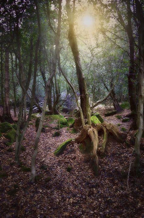 Mystery Forest Is A Photograph By Mark Hunter Guisecliff Woods Near