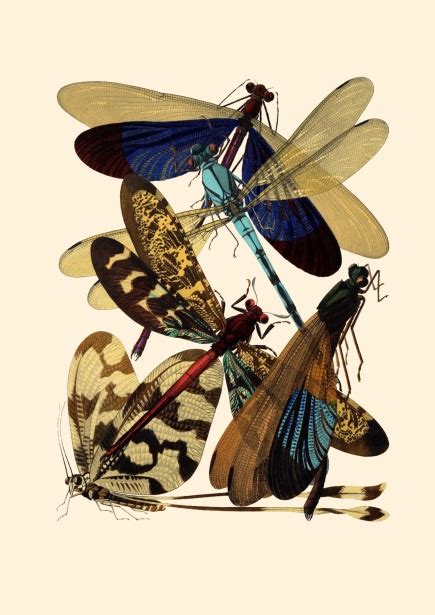 Dragonflies Vintage Art Poster Free Stock Photo Public Domain Pictures