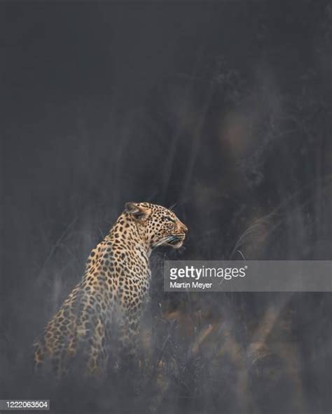 Serengeti Tree Photos And Premium High Res Pictures Getty Images