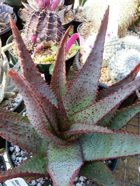 That may be true, but there's so much more to learn about these types of cacti grow fruit that are red or yellow when they are ripe and ready to eat. Aloe 'AJR' | World of Succulents