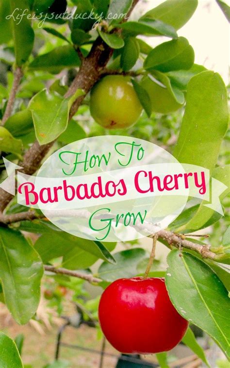 How To Grow Barbados Cherry Gardening Growing Cherry Trees Growing