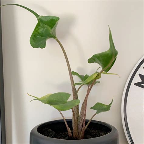 Black magic elephant ear plant reviews. Alocasia macrorrhizos 'Stingray', Upright Elephant Ear in ...