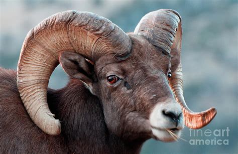 Big Horn Ram Portrait Photograph By Russell Smith