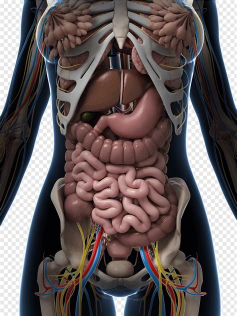 female parts of the body internal female human anatomy body internal organs vector image